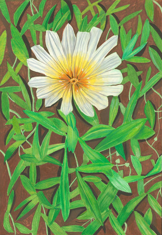 Flowers &amp; Plants