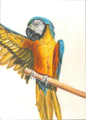 Parrot